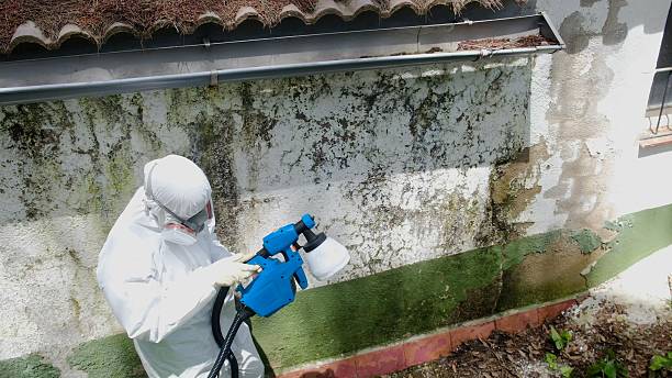 Top rated local Bathroom Mold Removal specialists in Louisa, KY